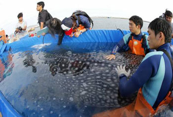 건강해라 해랑아 바다로 돌아가는 고래상어