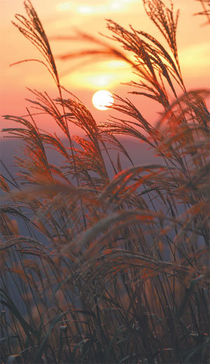 이맘때 민둥산의 해 저물녘 키다리 억새가 금빛 군무를 춘다