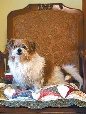 어린아이들, 애견과 함께 있을때 혈압-심박수 안정적