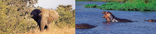 탄자니아 응고롱고로 자연보호구역