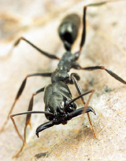 “노예 없인 못 살아!” 개미 사회의 냉혹한 ‘카스트 제도’
