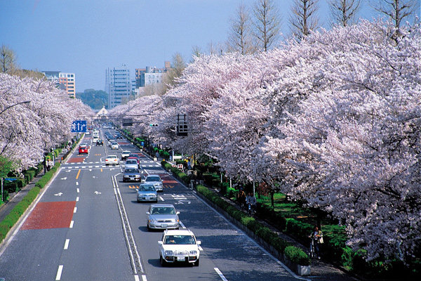 ‘4월 이야기’, 도쿄의 벚꽃