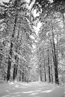 월정사, 겨울 전나무 숲의 오연(傲然)