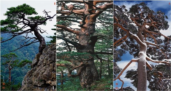 한국의소나무