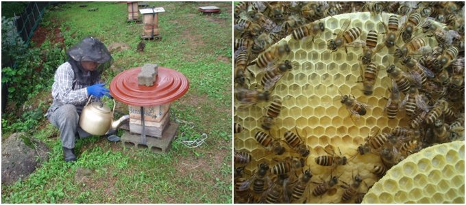 양봉 농가 덮친 ‘꿀벌 에이즈’