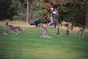 골프 천국 호주