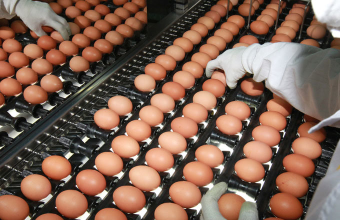 ‘달걀=악당’은 오해 해독주스가 ‘害毒’ 될 수도