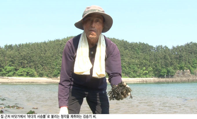 바닷속 ‘천연 항암제’ 청각 양기 세우는 기양초(起陽草) 부추