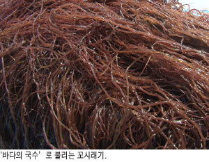 혈당 낮추는 ‘바다 국수’ 꼬시래기 항산화 효과 뛰어난  생강나무