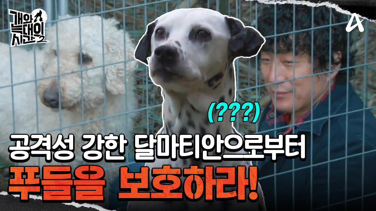 ＂이건 네가 잘못한 거야!＂ 야생 달마티안의 공격성을 차단해라! 