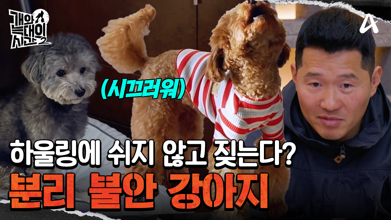 늑대 라이트 ON 총 쏘는 듯한 짖음에는 의미가 있는 걸까?