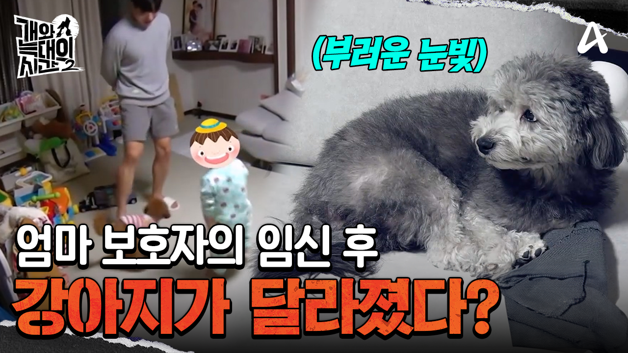 개들이 임신 사실을 안다? 출산 이후 더욱 예민해진 강아지