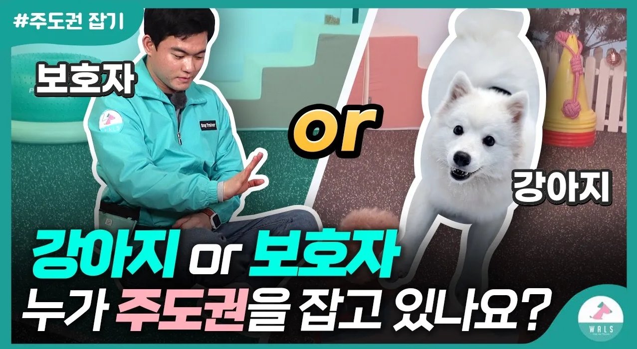 강아지한테 주도권을 빼앗기신 분들을 위한