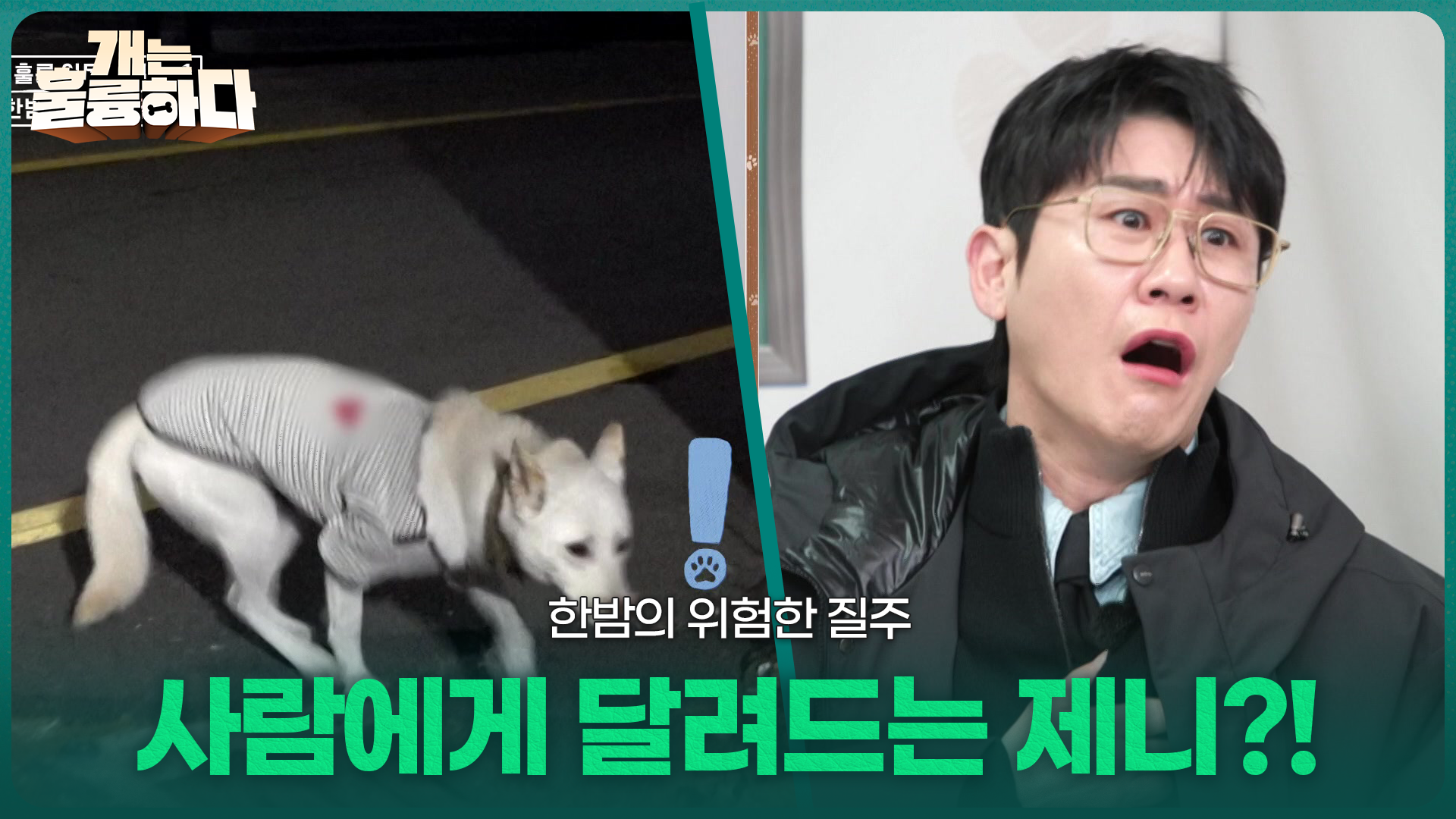 한밤의 위험한 질주, 사람에게 달려드는 제니?! | KBS 260209 방송