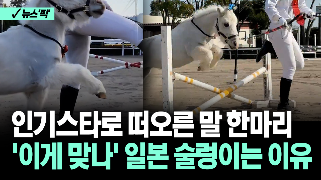 [뉴스′픽′] 인기스타로 떠오른 말 한마리... ′이게 맞나′ 일본 술렁이는 이유