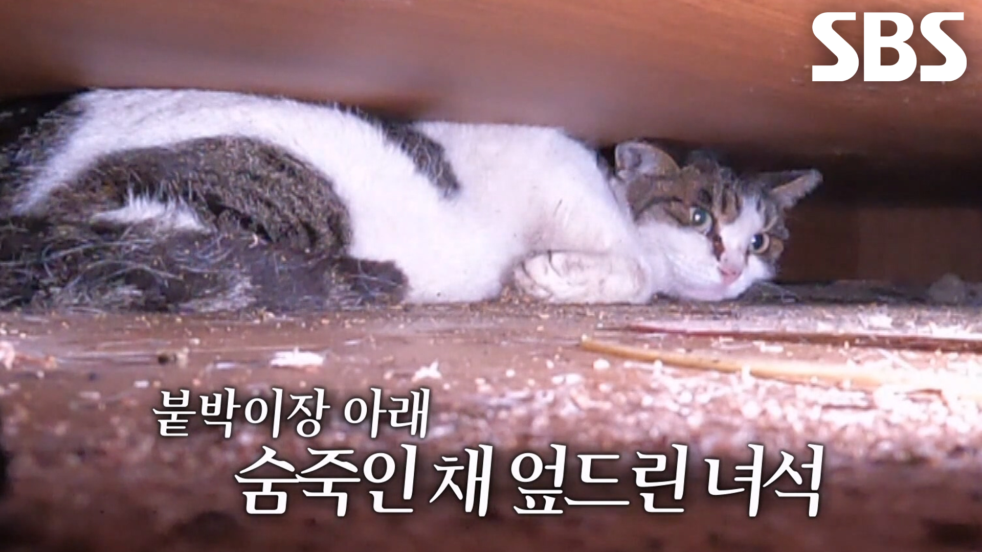 붙박이장 뒤로 떨어져 갇힌 고양이, 보리