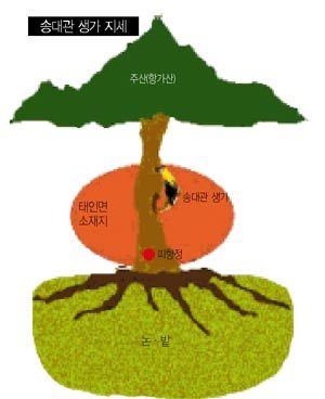 노란 꾀꼬리가 나무를 쪼는 형국