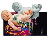 “세계 최초 복제아기 올 하반기 태어난다”