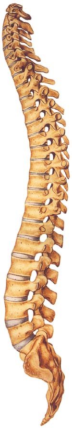 ‘꼬부랑 허리’ 만드는‘척추 압박골절’