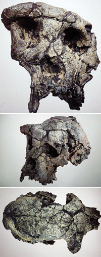 700만년 전 두개골, 인간? 원숭이?