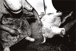 “쇠고기 먹기 겁나요”… 佛 광우병 파동 확산