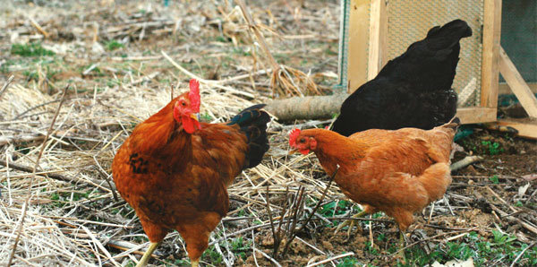 황소만큼 밭 잘 가는 닭, ‘치킨 트랙터’의 워낭소리