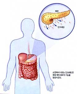 특명! 한국인 췌장세포를 보호하라