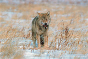 고기에 맛 들인 늑대는 사냥꾼을 쫓는다