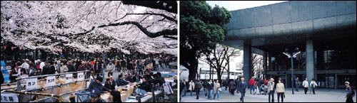 도쿄 우에노 공원의 벚꽃 놀이 풍경