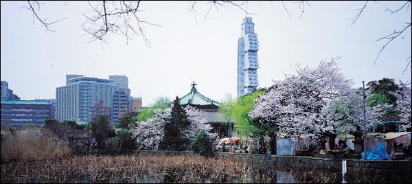 도쿄 우에노 공원의 벚꽃 놀이 풍경