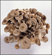 항암성분 풍부한 자연의 선물 버섯