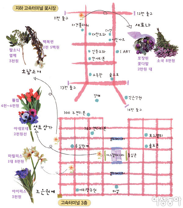 봄 내음 가득한 꽃시장 꼼꼼 가이드