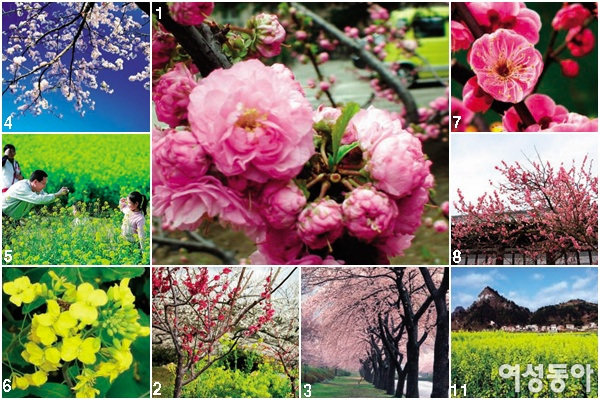 꽃 향기 가득한 도시 상하이에서 봄을 맞다