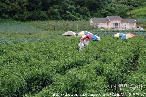  경북 영양 고추 농장 체험