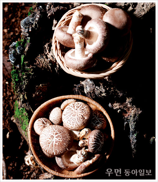 채소 듬뿍 든 영양식~ 표고버섯채소프리타타