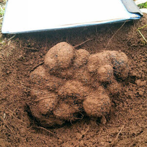 세계 최대 송로 버섯 발견! 무려 1.5kg