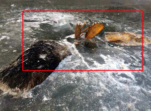 물에 빠져 얼은 사슴… 싸우다 같이 죽은 동물들