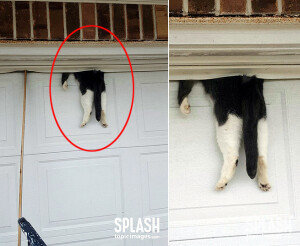 차고 문에 낀 고양이, 구조 후에 상태는?