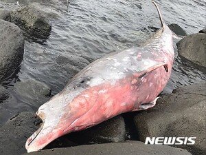 서귀포 해안가서 희귀종 부리고래과 돌고래 사체 발견