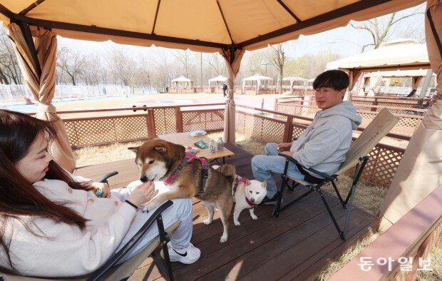 Seoul City offers pet-friendly amenities