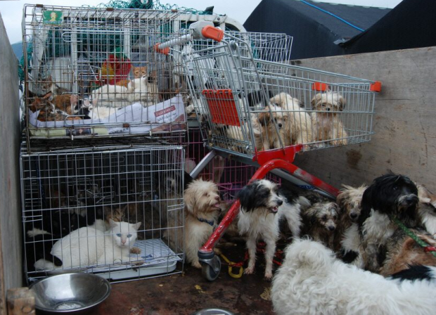 Animal hoarding rises in Korea amid legal gaps