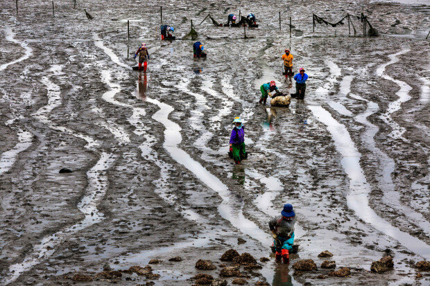 South Korea faces sharp decline in clam harvest
