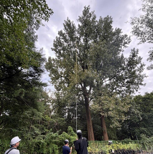 50-year-old poplar in Seoul confirmed Korea’s tallest tree