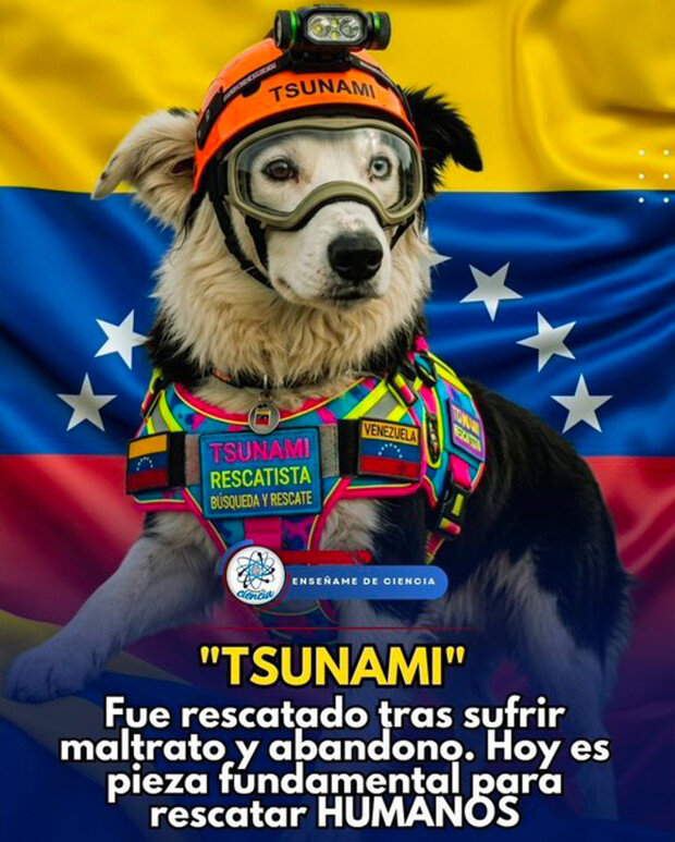 Rescue dog Tsunami becomes symbol of hope