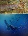 0.8m 괴물 새우 화석 “5억년전 새우는 포유류의 조상격”