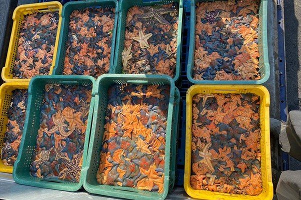 STARSTECH business model is deeply intertwined with the utilization of starfish / source=STARSTECH