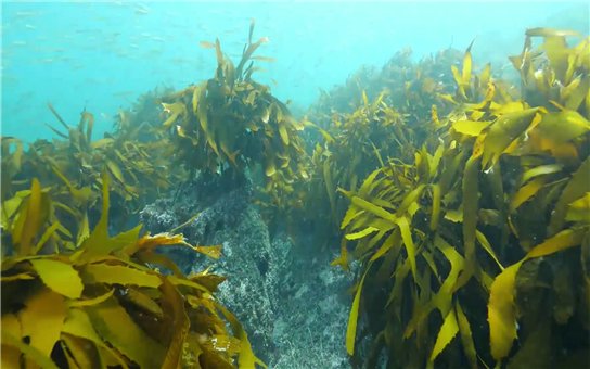 Marine forests help protect seaweed from climate change - 동아일보