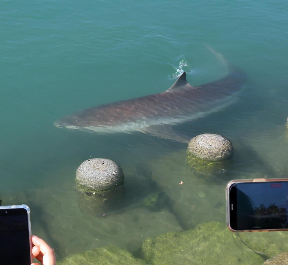 3.5-meter shark draws crowds to Busan park - 동아일보
