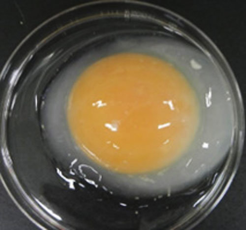 金の卵 を産む鶏 日本の研究グループが量産可能に 東亜日報