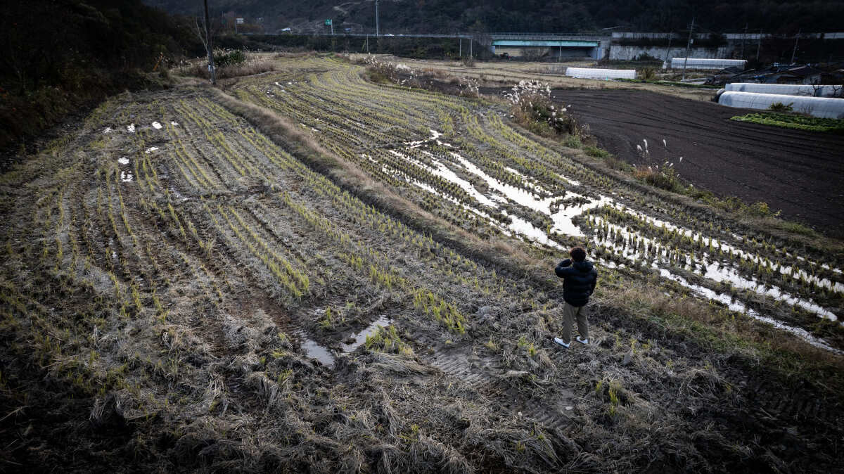 11월 28일 강 씨의 고향을 찾아 마지막 인터뷰를 했다. 아버지의 팔려버린 논 위에서, 강 씨는 “실명을 써도 좋다”는 허락을 했다.